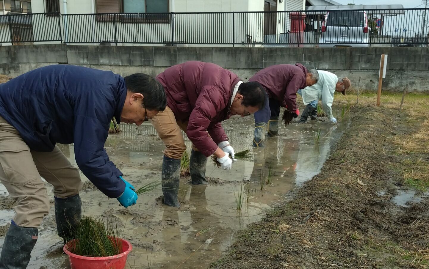 早島町ゆ田の会 い草植え付け体験