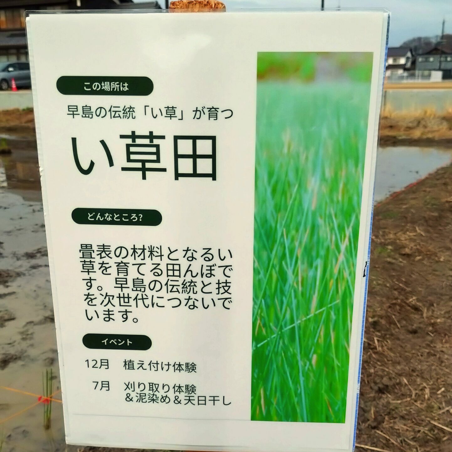 早島町ゆ田の会 い草植え付け体験