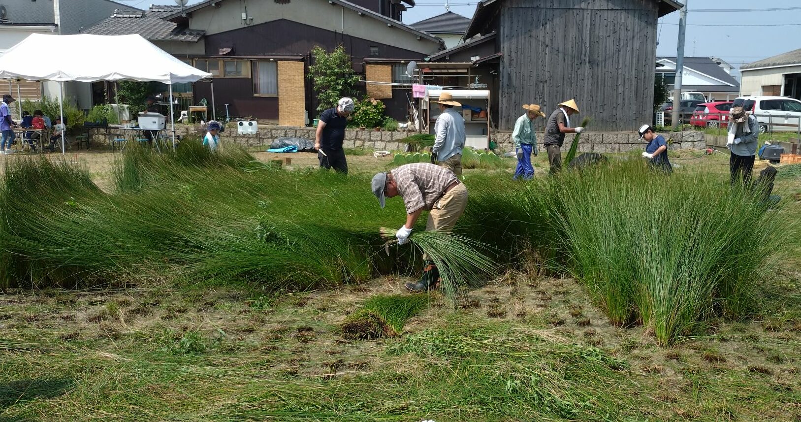 早島町 ゆ田の会「い草刈取り体験会」大きく育ったい草を収穫しました